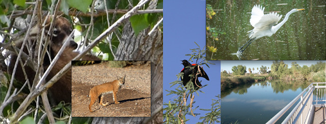Sweetwater Wetlands Park